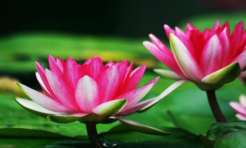 తామర పువ్వుల ఆకులు నీటిలో!