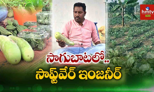 సాగుబాటలో...సాఫ్ట్వేర్ ఇంజనీర్ సాగుబాటలో...సాఫ్ట్వేర్ ఇంజనీర్