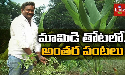 మామిడి తోటలో...అంతర పంటలు