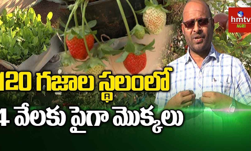 ఇంటినే వనంగా మార్చేసిన సాఫ్ట్‌వేర్ ఇంజనీర్‌