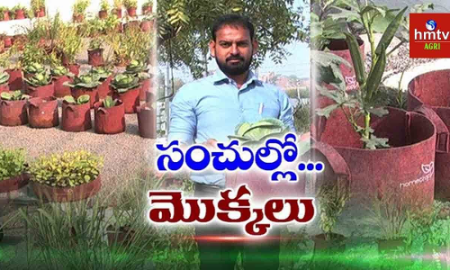 ఇంటి పంటల సాగును ప్రోత్సహిస్తున్న హోం క్రాప్ సంస్థ