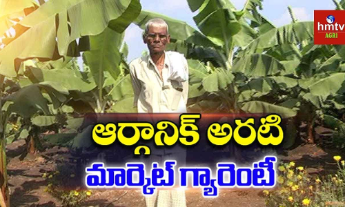 ప్రకృతి వ్యవసాయ పద్ధతిలో అరటి సాగు