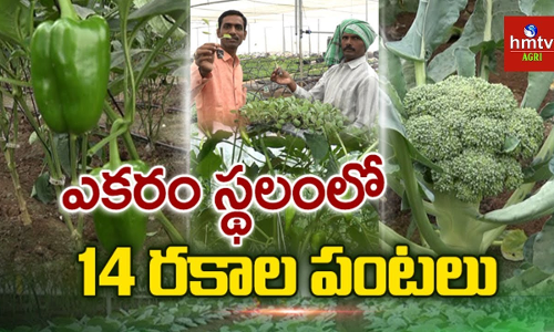 రైతుకు లాభం... వినియోగదారుడికి ఆరోగ్యమే వీరి ధ్యేయం