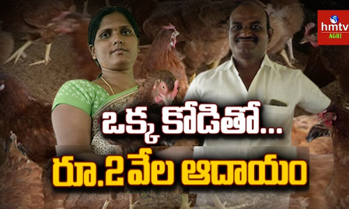 నాటు కోళ్ల పెంపకం...భలే లాభదాయకం