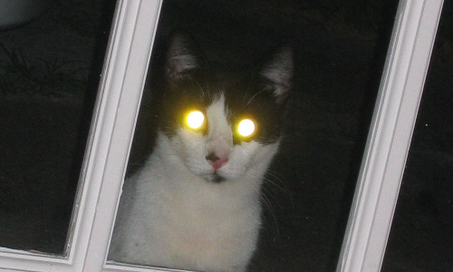 పులి లేదా పిల్లి కళ్ళు చీకట్లో...