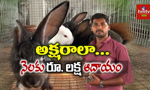 స్వయం ఉపాధి మార్గంగా కుందేళ్ల పెంపకం