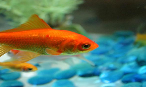 చేప నిద్ర....