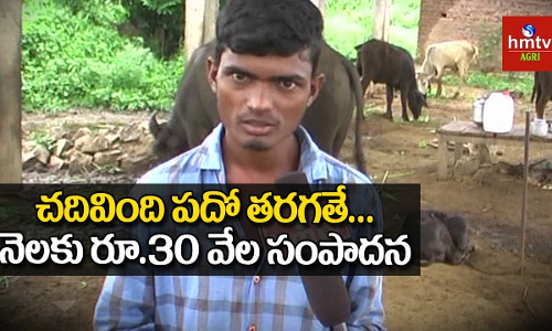 పాడి గేదెల పెంపకంలో రాణిస్తున్న నిజామాబాద్ జిల్లా రైతు