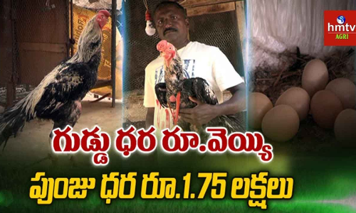 గుడ్డు ధర రూ.వెయ్యి...పుంజు ధర రూ.1.75 లక్షలు
