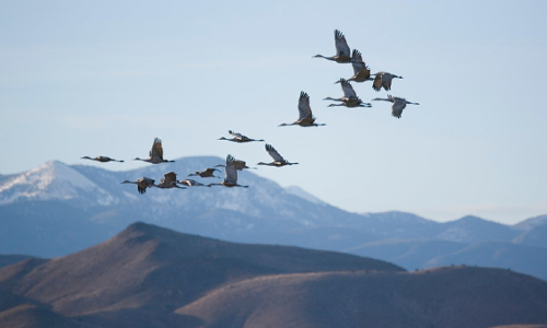 పక్షికి దారి