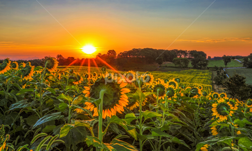 పొద్దుతిరుగుడు పువ్వు, సూర్యుడిని చూస్తూ బతికేస్తుందా!