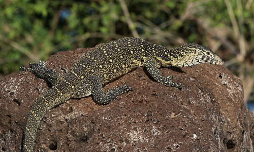 పడితే....ఉడుము పట్టు  పడుతున్దేలా!