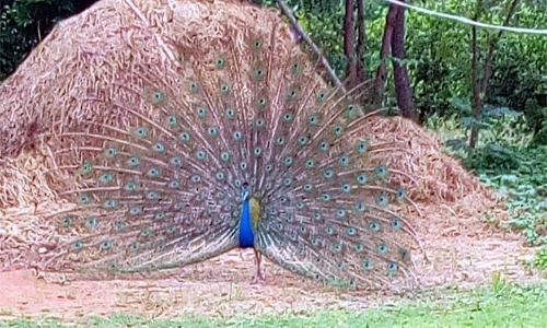 పురివిప్పి నాట్యం చేసేది ఎందుకంటే!