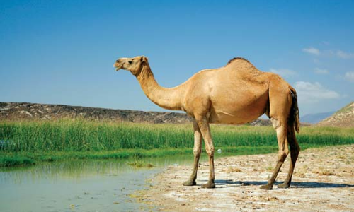 ఒంటె దాహం..ఎలా తీరుతుంది.