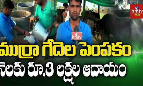 గల్ఫ్ దేశాన్ని వద్దనుకుని...లక్షణంగా సంపాదిస్తున్నాడు