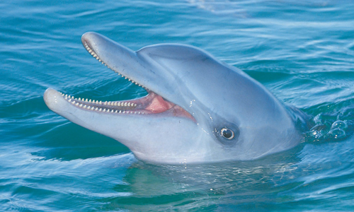 డాల్ఫిన్లు దమ్ము తీసుకోవడానికే...