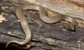 పాము వంపుల నడక...