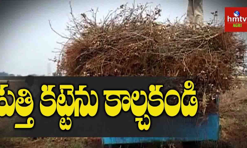 పత్తి కట్టెను కాల్చకండి