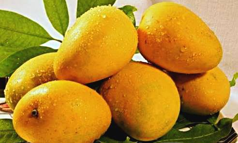 మామిడి పండ్లు ఎందుకు వేసవికాలములోనే ఎక్కువగా దొరుకుతాయో మీకు తెలుసా!