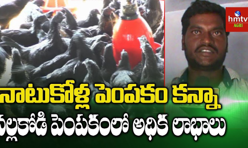 కడక్‌నాథ్ కోళ్ల పెంపకంలో రాణిస్తున్న యువరైతు