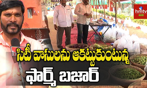 పచ్చటి పొలాల మధ్య నగర వాసుల పిక్నిక్‌