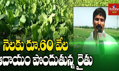 ఆకుకూరల సాగుతో ఆదాయం బాగు ఆకుకూరల సాగుతో ఆదాయం బాగు