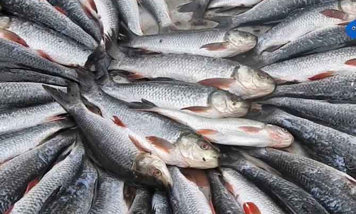 తెలంగాణ రాష్ట్రం మత్స్యసంపదలో మరింత వృద్ధి తెలంగాణ రాష్ట్రం మత్స్యసంపదలో మరింత వృద్ధి