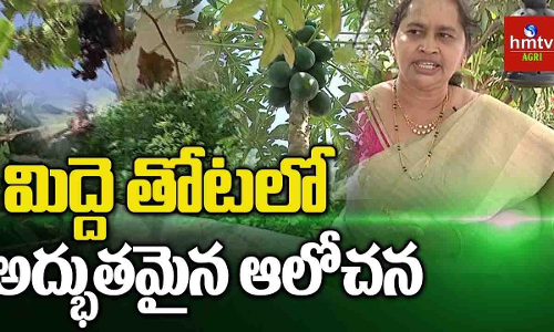 మొక్కల ఆకులతో టీ పౌడర్, టూత్ పౌడర్ తయారీ మొక్కల ఆకులతో టీ పౌడర్, టూత్ పౌడర్ తయారీ