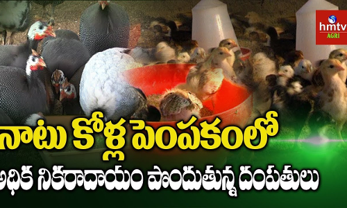 నాటు కోళ్ల పెంపకంలో జగిత్యాల జిల్లా దంపతులు నాటు కోళ్ల పెంపకంలో జగిత్యాల జిల్లా దంపతులు