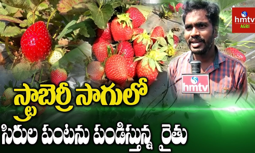 స్ట్రాబెర్రీ సాగులో సిరుల పంట పండిస్తున్న మన్యం రైతు స్ట్రాబెర్రీ సాగులో సిరుల పంట పండిస్తున్న మన్యం రైతు