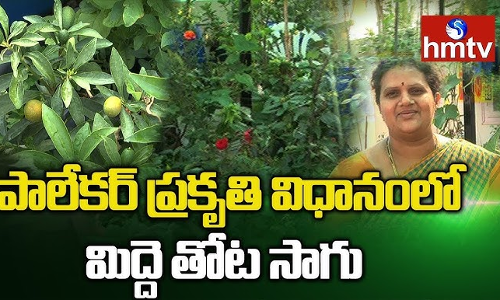 పచ్చటి ప్రకృతి నడుమ ప్రశాంతమైన జీవితాన్ని గడుపుతున్నారు పచ్చటి ప్రకృతి నడుమ ప్రశాంతమైన జీవితాన్ని గడుపుతున్నారు