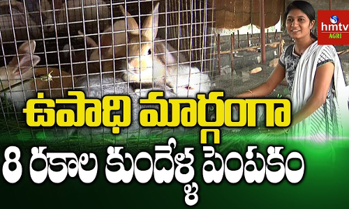 కుందేళ్ళ పెంపకంలో రాణిస్తున్న అనంతపురం జిల్లా యువతి కుందేళ్ళ పెంపకంలో రాణిస్తున్న అనంతపురం జిల్లా యువతి