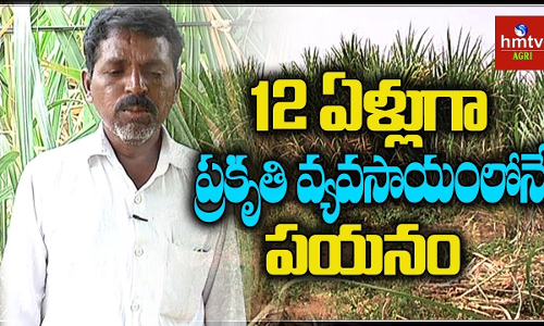 ప్రకృతి విధానంలో 18 రకాల పండ్ల మొక్కలను పెంచుతున్న రైతు ప్రకృతి విధానంలో 18 రకాల పండ్ల మొక్కలను పెంచుతున్న రైతు