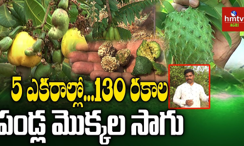 బీడు భూమిలో బంగారు పంటలు బీడు భూమిలో బంగారు పంటలు