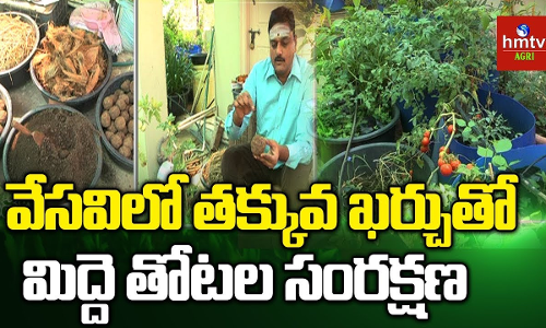 వేసవిలో తక్కువ ఖర్చుతో...మిద్దె తోటల సంరక్షణ వేసవిలో తక్కువ ఖర్చుతో...మిద్దె తోటల సంరక్షణ
