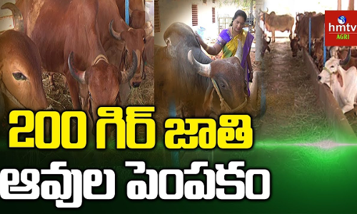 ఆరోగ్యకరమైన సమాజం నిర్మాణమే మన ద్యేయం : లావణ్య రెడ్డి ఆరోగ్యకరమైన సమాజం నిర్మాణమే మన ద్యేయం : లావణ్య రెడ్డి