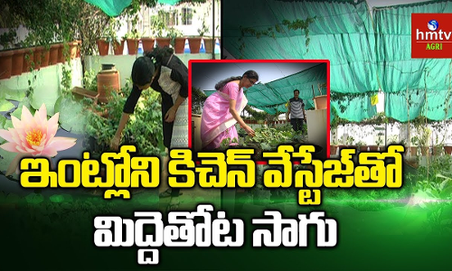 మిద్దెతోటల సాగులో రిటైర్డ్ ప్రభుత్వ ఉద్యోగి మిద్దెతోటల సాగులో రిటైర్డ్ ప్రభుత్వ ఉద్యోగి