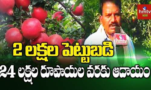 దానిమ్మ సేద్యం లక్షల్లో ఆదాయం దానిమ్మ సేద్యం లక్షల్లో ఆదాయం