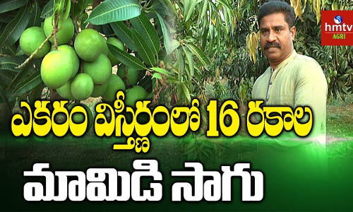 మార్కెట్లో ఆర్గానిక్ మ్యాంగోకు మంచి డిమాండ్ మార్కెట్లో ఆర్గానిక్ మ్యాంగోకు మంచి డిమాండ్