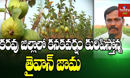 ప్రకృతి విధానంలో తైవాన్ జామ సాగు ప్రకృతి విధానంలో తైవాన్ జామ సాగు