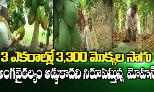 అంగవైకల్యం అడ్డు రాలేదు...సాగు రంగంలో.... అంగవైకల్యం అడ్డు రాలేదు...సాగు రంగంలో....