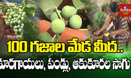 ఆరోగ్యంగా ఉండాలంటే మిద్దెతోటలను పెంచాల్సిందే... ఆరోగ్యంగా ఉండాలంటే మిద్దెతోటలను పెంచాల్సిందే...