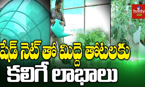 షేడ్ నెట్ తో మిద్దె తోటకు లాభాలు షేడ్ నెట్ తో మిద్దె తోటకు లాభాలు