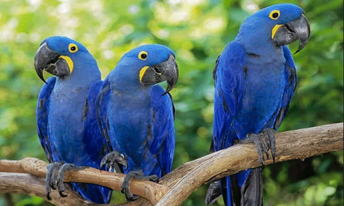 లక్షా 20 వేల సంవత్సరాల క్రితమే ఈ చిలుక..