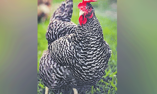 కోడిపెట్ట కోటీశ్వరురాలు.. ఎలా అయిందబ్బా! కోడిపెట్ట కోటీశ్వరురాలు.. ఎలా అయిందబ్బా!