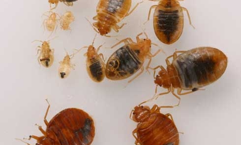 నల్లులు డైనోసార్ల రక్తమూ తాగాయట! నల్లులు డైనోసార్ల రక్తమూ తాగాయట!