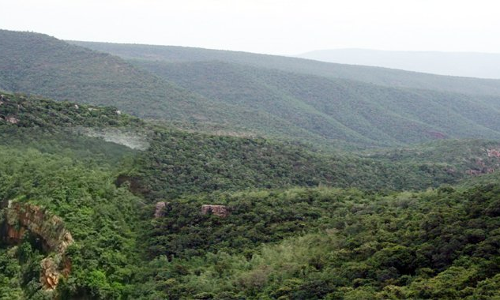 దాహమే ప్రాణాలు తీసింది!