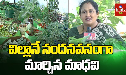 తన భార్య కోరిందని మిద్దె తోటలను సాగు చేసేందుకు ఓ ఇంటినే కొనేసాడు తన భార్య కోరిందని మిద్దె తోటలను సాగు చేసేందుకు ఓ ఇంటినే కొనేసాడు