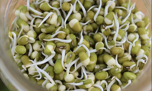 మొలకెత్తిన గింజలు తినడం వల్ల..