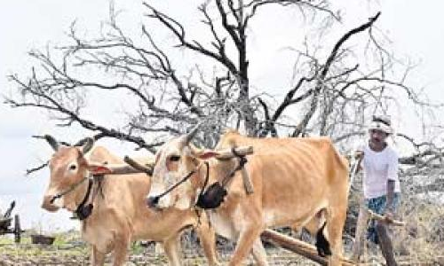 అద్దెకు కాడెడ్లు.. అద్దెకు కాడెడ్లు..